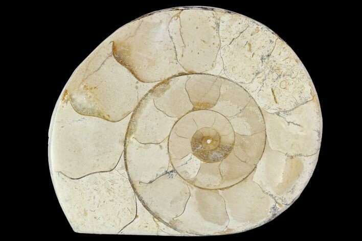 Polished Ammonite (Hildoceras) Fossil - England #103975